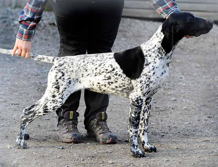 Mindre tik, välbyggd, ädel, vacker hals och utmärkt rygglinje, lång bröstkorg, välvinklad. Utmärkt benstomme och tassar. Kors Korset skall vara väl musklat, brett och tilräckligt långt.
