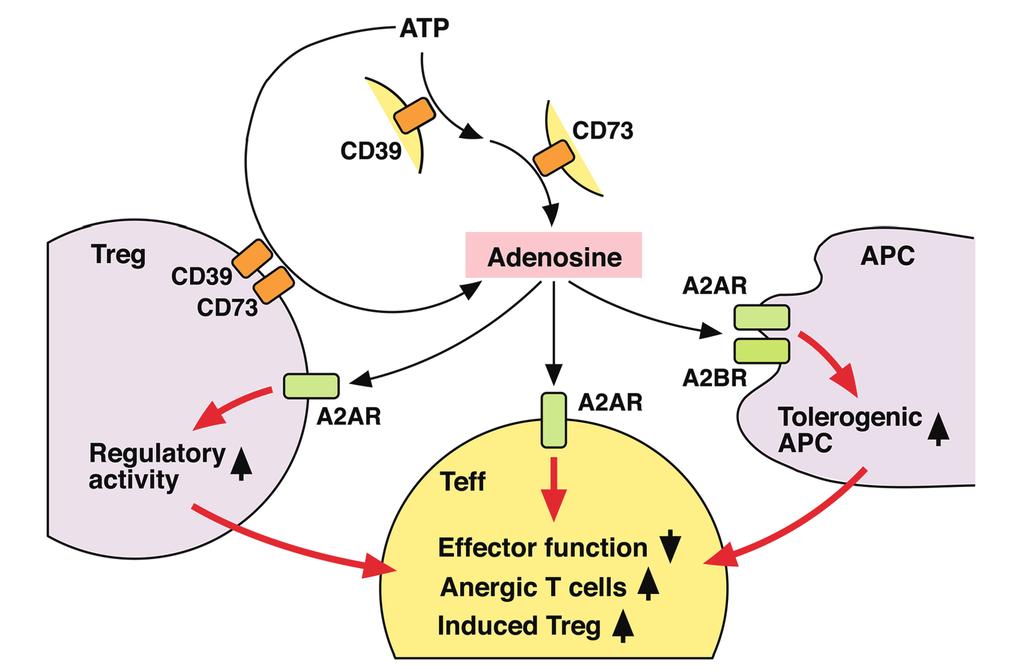 Filip Ahlmanner evidence of a stronger stability and function in CD39 + Treg compared to CD39 - Treg during inflammatory conditions 197.