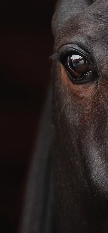 ÖVRIGA LOPP ESKILSTUNA MÅNDAG 29 OKTOBER Tvååringslopp Debutantlopp ESKILSTUNA // 1 LOPP 1 10 M VOLT START 18.20 2-åriga högst 1.000 kr. Körsvenskrav kat.. 10 m. Voltstart.Pris: 2.000-12.00-8.000-.300-3.