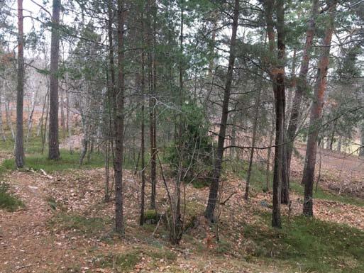 Naturvärdesobjekt 4. Äldre tallskog Bildtext: Olikåldrig barrblandskog.