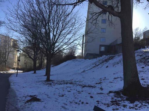 Naturvärdesobjekt 18. Lövskogsbård Bildtext: Ung Lövskogsbård.