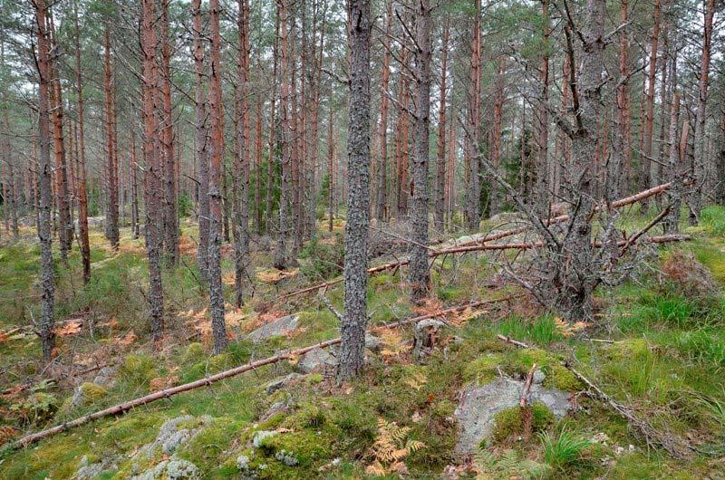 Bevarandemål och gynnsamt tillstånd Området ska utvecklas till ett glest lövdominerat bestånd (minst 90% löv) med inhemska arter och rik förekomst av gamla träd.