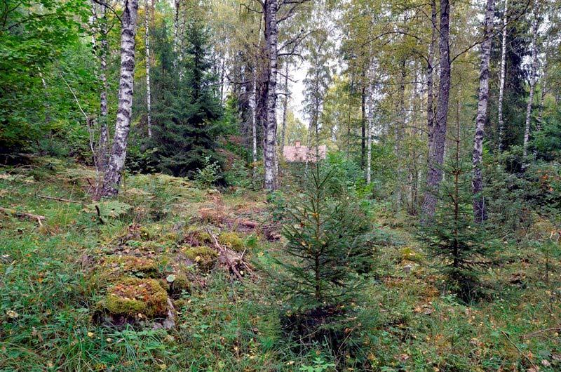 gammal eller naturskogsliknande skog har påträffats vedtrappmossa och osttickan på död ved samt gammelgranslav, kattfotslav, nästlav och garnlav på senvuxna granar.
