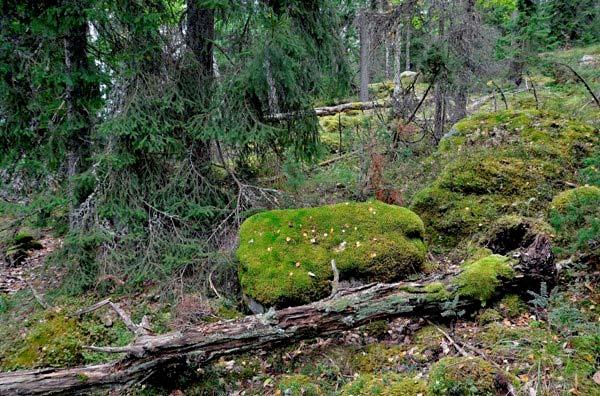 Skötselområde 1, barrnaturskogen Areal: 9,7 ha Naturtyp enlig Natura 2000: 9010 Västlig taiga, undertyp barrblandskog Beskrivning Skötselområdet består av äldre barrdominerad skog.