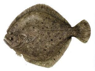 rupestris Piggvar,
