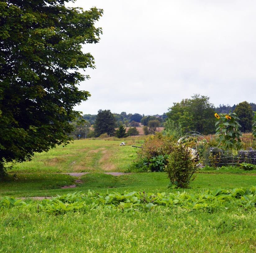 Hammarparken och Rödbergsparken består mest av tämligen ungskog som ännu