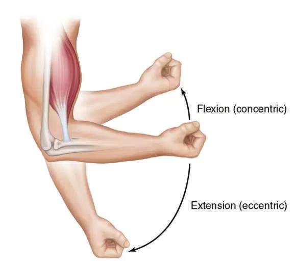 ARMBÅGSLEDEN ARMBÅGSLEDEN ÄR EN GÅNGJÄRNSLED VILKET INNEBÄR ATT DEN ENDAST GENOMFÖR TVÅ RÖRELSER: FLEXION OCH EXTENSION.