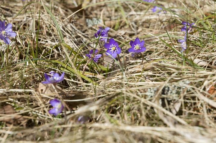 7 Välkommen Matilda! Från och med den 18 mars arbetar Matilda Hedrén i vårt pastorat som komminister. Matilda har tidigare arbetat i Västerleds församling, Stockholm.