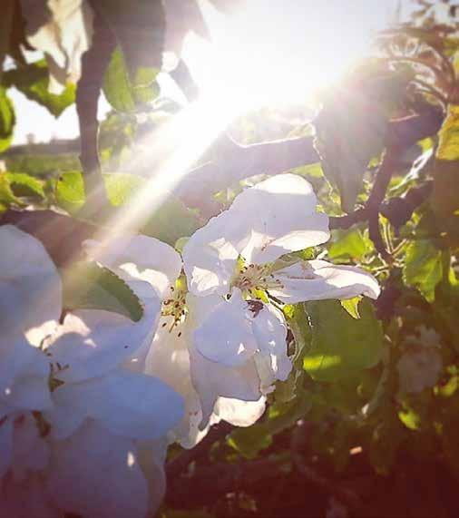 VÅREN 2019 Foto: Anneli O Lindström ST KÖPINGE ÖJA