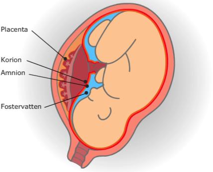 Fosterhinnor och fostervatten Fosterhinnorna ger barriärskydd samt mekaniskt skydd mot kompression av foster och navelsträng.