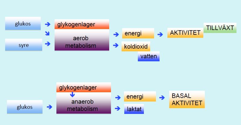 Cellens ämnesomsättning Aerob