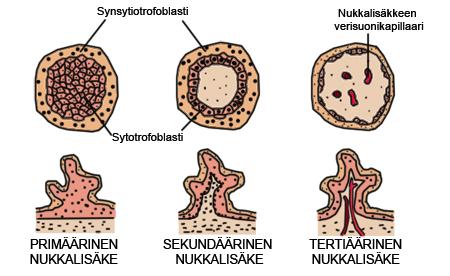Placentavilliutvecklingen Syncytiotrofoblast Fetala