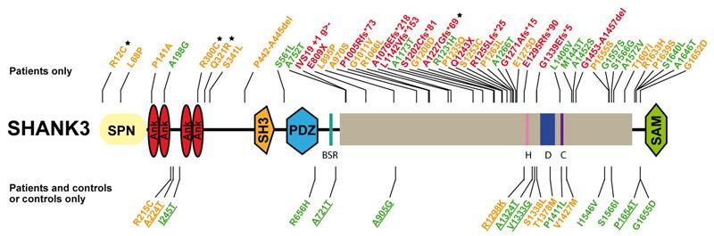 enen för synapsproteinet SHANK exempel på major gen-effekt vid ASD Varianter hos