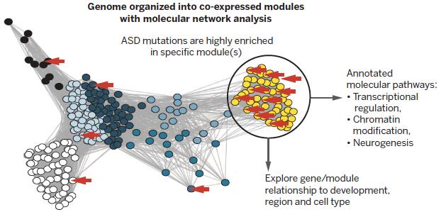 Gen-varianter som kopplats $ll ASD anrikade i biologiska nätverk och funk$onella