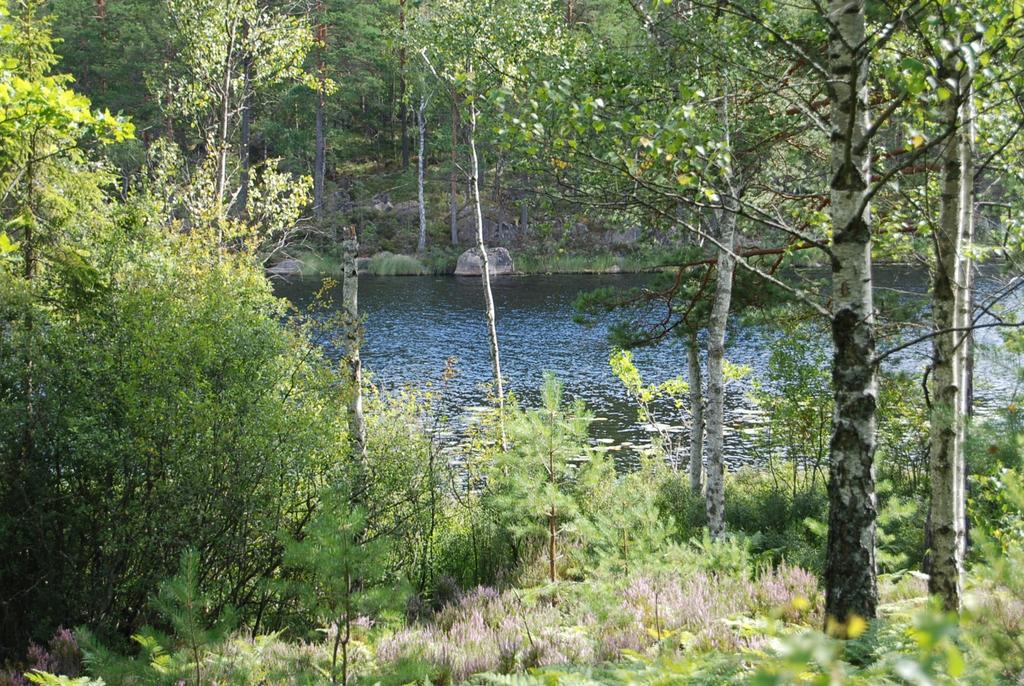 Nybro Holmaryd :9 Skogsfastighet om ha med stor andel ungskog och närhet till fiske.