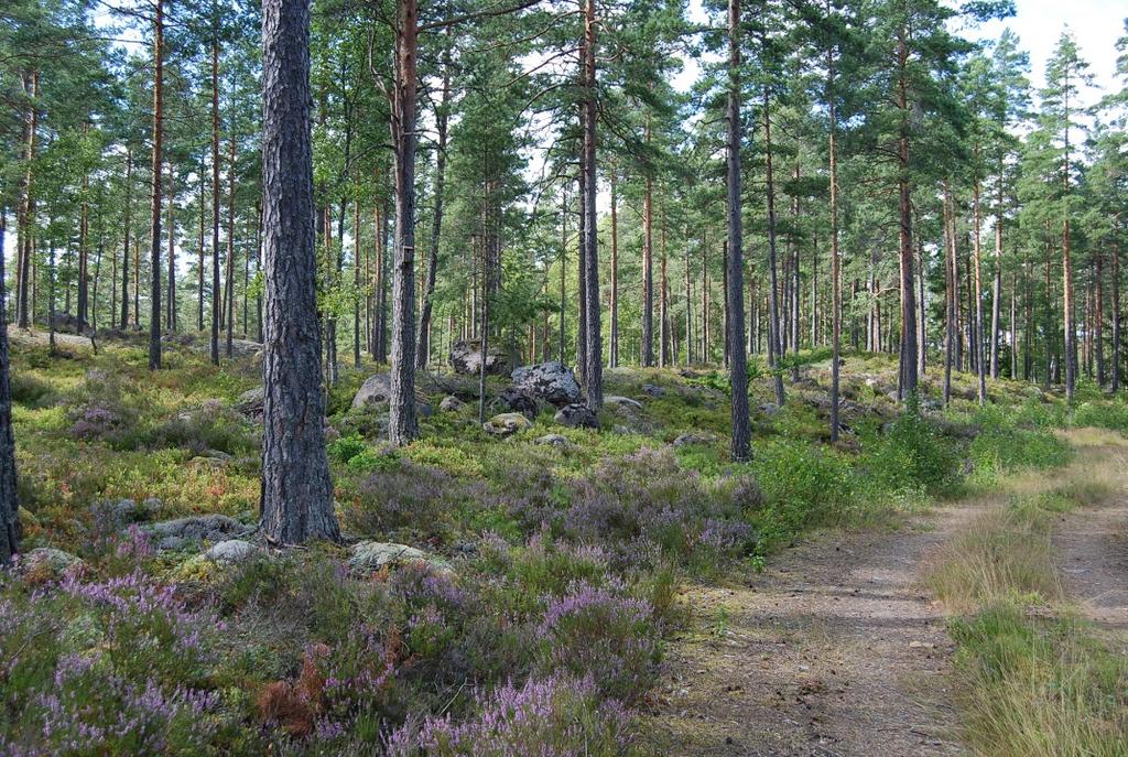 Efter m sväng höger mot bl.a. Holmaryd. Tag andra vägen till vänster efter ca, km. Tag höger i T-kors efter ca 9 m.
