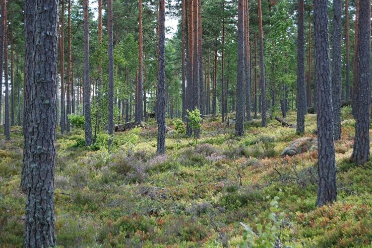 Nybro Holmaryd :9 Grillkoja Grunduppgifter Mindre grillkoja i gott skick. Uppförd under -talet. Nyttjas bl.a. vid jakt. Belägen på vändplan avdelning 48.