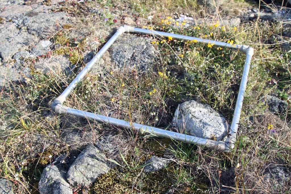 Mätningar sommar På varje provpunkt utfördes mätningar i en kvadratisk provruta om 0,5x0,5 meter. I varje provruta registrerades: förekomst av arter på artlistan över typiska arter.