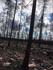 Studieresor 29 april Besök i brandhärjad skog i Västmanland och besök på skogsindustri 35 deltagare Allt är svart, naket och bränt. Enstaka brandnävor stack upp sina ljusgröna stjälkar.