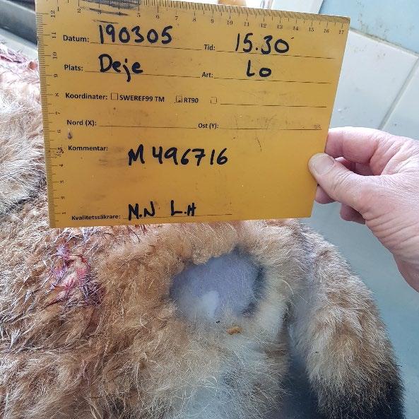 FÄRSKA SKADOR En vuxen lodjurshane från Värmland hade hudförändringar på vänster lår, vilket hade noterats av länsstyrelsens besiktningsperson i fält (M496716).