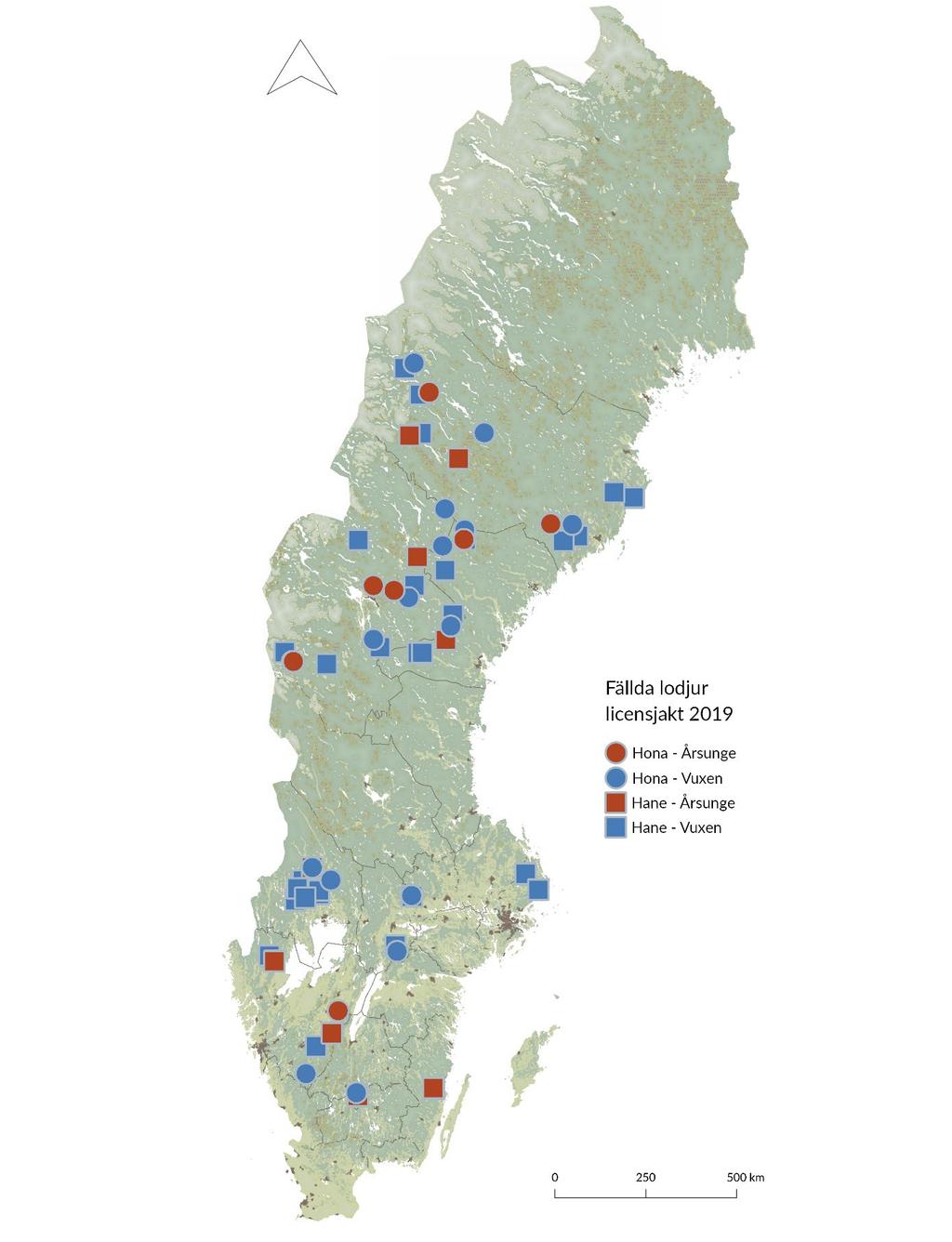 Figur 1. Översiktskarta över de fällda lodjuren under licensjakten 2019. Cirkelmarkering symboliserar hona och kvadrat hane. Röd färg indikerar årsunge och blå färg vuxet djur.