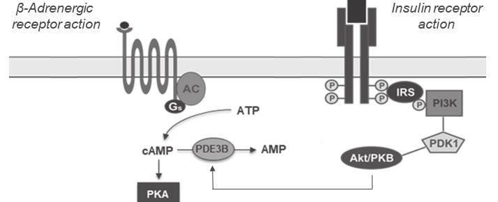 Activation of ARs results in various intracellular responses depending on receptor subtype.