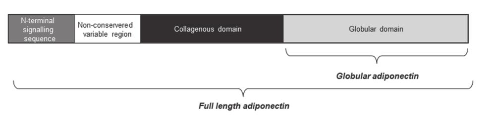 Adiponectin Adiponectin is a 30 kda, 244-247 amino acid long polypeptide.
