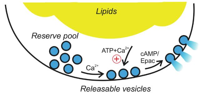 In 2014, our group was first to define that white adipocyte exocytosis (measured as increase in membrane capacitance) and adiponectin secretion in both cultured and human primary adipocytes is