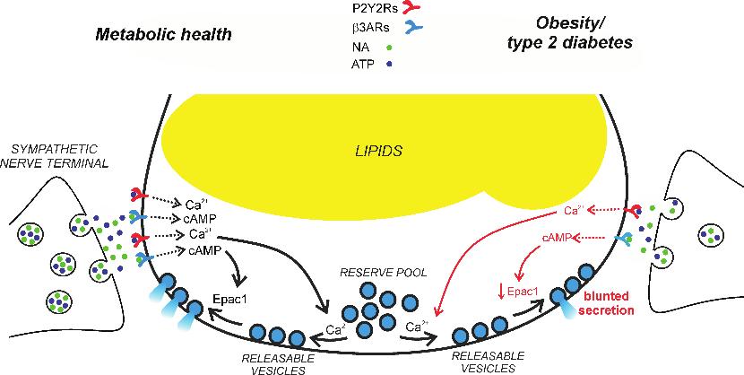 Fig. 20: Effects of NA and purinergic signalling on released HMW adiponectin. Secreted HMW adiponectin in IWAT adipocytes incubated with NA or ATP for 30 min. Results are presented in fold increase.