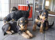 Konferens om airedaleterrier Helgen 24 25 oktober ordnar AiredaleTerrierGillet en konferens på Motell Vätterleden, belägen längs E4:an, mellan Gränna och Jönköping.