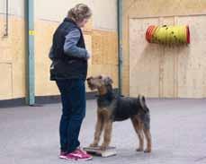 Hårdkörning i lydnad Helgen den 21 23 november samlades sex träningssugna hundägare med sammanlagt elva airedales, varav tre valpar mellan elva veckor och sex månader, i Motala för att under två