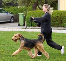 Exteriörbeskrivning i Örebro Främst av eget intresse, men också för att dra sitt strå till stacken i Airedale- TerrierGillets arbete med Rasspecifika Avelsstrategier, hade Karin Marjamaa, kennel