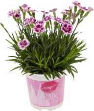 Purple. 200-250 ml.