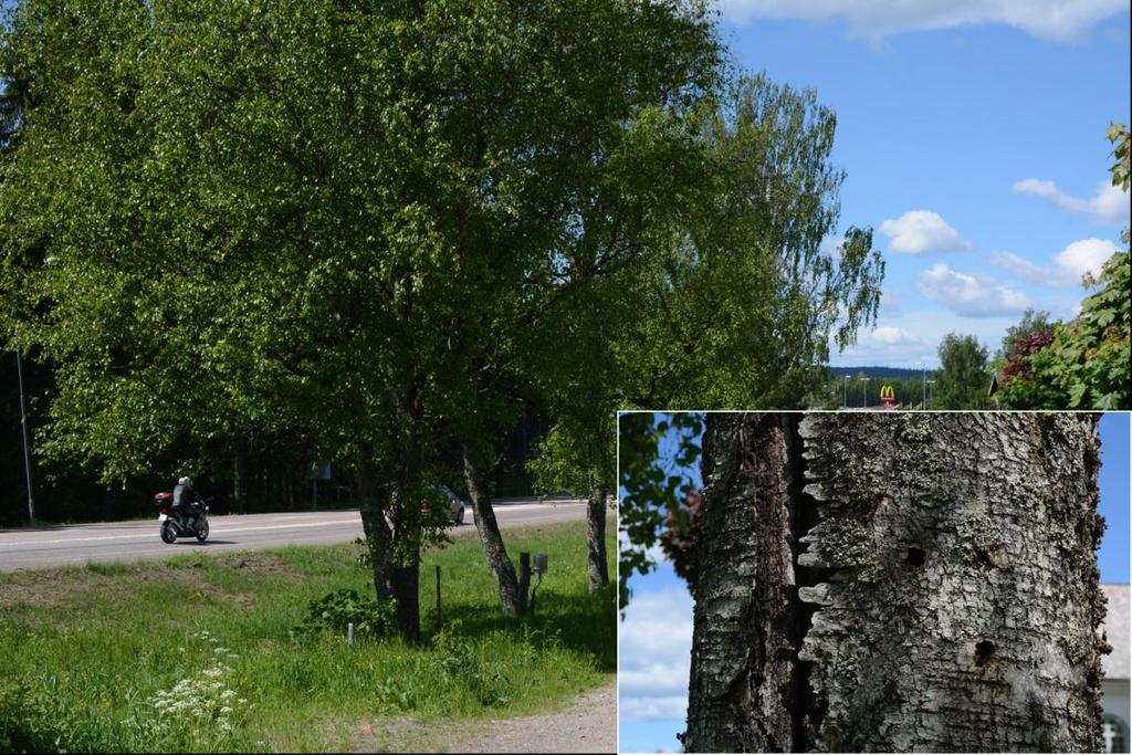 Delområde 2 I området mellan E18 och Töcksmarks kyrkogård finns en ensidig allé med 5 björkar och en tall. Allen är ca 10 meter från vägen. Björkarna är ganska gamla med en diameter på ca 60 cm.