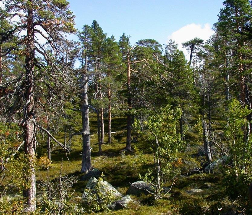 1 / 11 Beslut Datum 2018-05-28 511-2311-2017 Dnr (anges vid skriftväxling) Dossiénr NVR2046654 Beslut för bildande av naturreservatet Luvkullvattnet Uppgifter om naturreservatet Naturreservatets