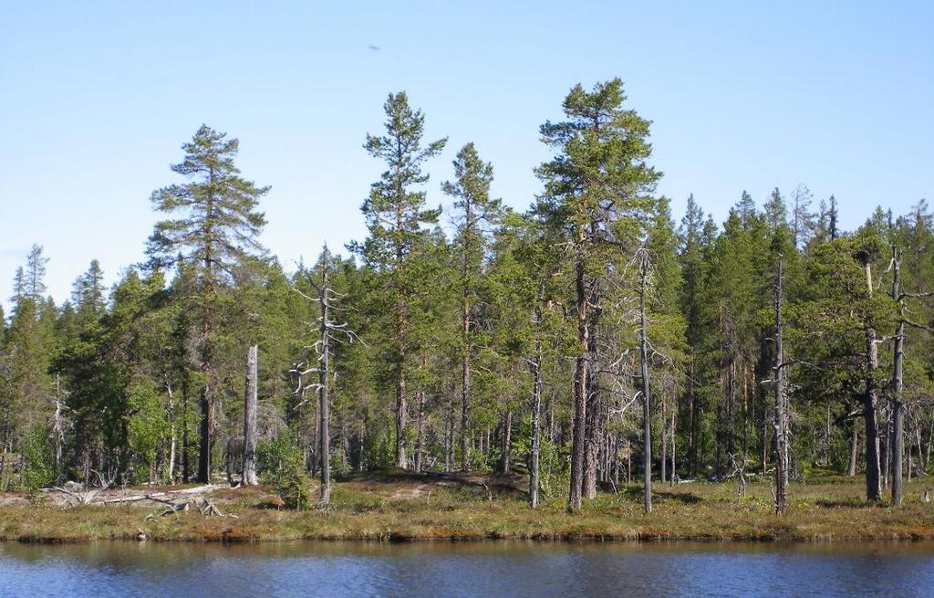 6 / 10 PLANDEL Skötsel och förvaltning av naturreservatets naturvärden Naturreservatet har delats in i två skötselområden (A & B) där den långsiktiga förvaltningen av områdets främst skogliga