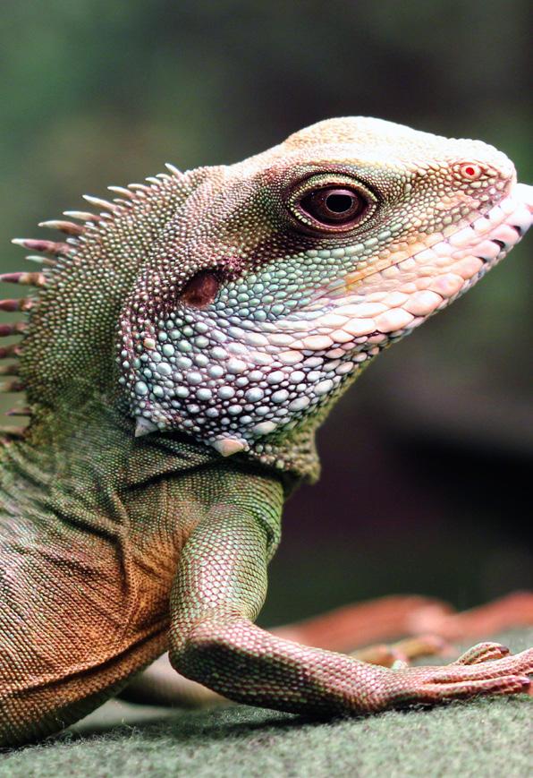 Reptilpyssel i Skånes Fagerhult Föreningen Det har gått troll i Fagerhult kommer ägna sig åt pyssel under höstlovet. Kom och gör reptiler, insekter och grodor i olika material.