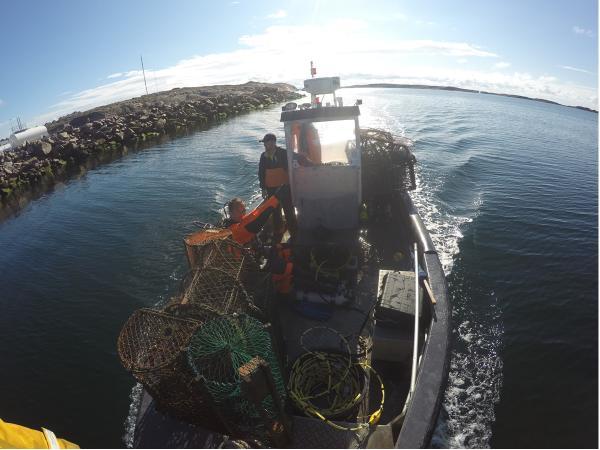 Flest hummertinor hittades i den stenutfyllnaden runt Guleskärskajen i Kungshamn. Här fanns grov sten ända ner till 20 meters djup. Även vid vågbrytaren för fiskhallen hittades flera hummertinor.