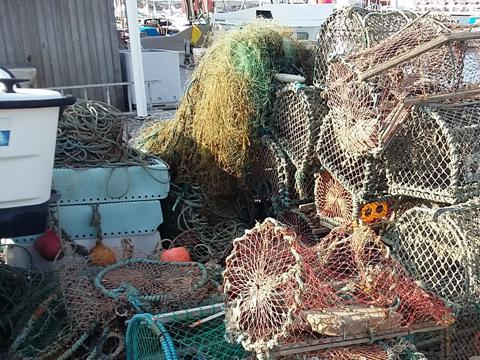 krabbor släppas tillbaka ut i havet.