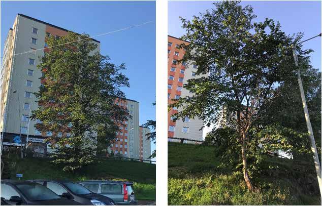 5. TORN F, SÖDRA SIDAN OM INLANDSGATAN På södra sidan om Inlandsgatan står ett par Almar. Almen högst upp i slänten är ca 70 cm i diameter.