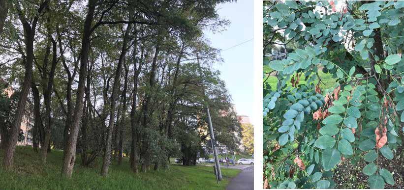 7. TRÄDDUNGE UTMED INLANDSGATAN En träddunge på östra sidan Inlandsgatan består av Robinia. Dessa bedöms inte påverkas av linbanan.