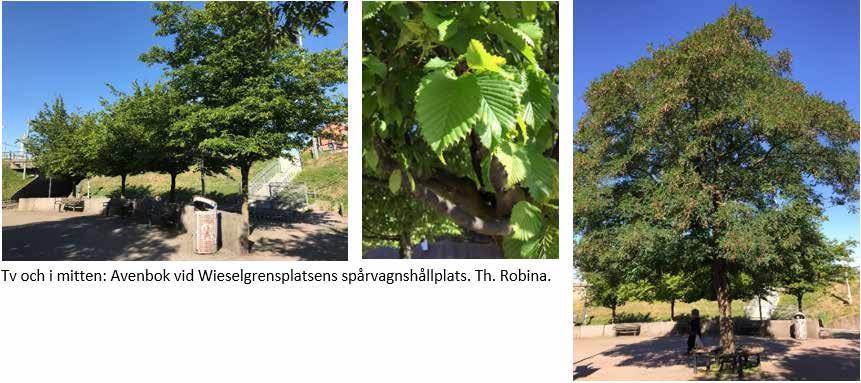 1. WIESELGRENSPLATSEN SPÅRVAGNSHÅLLPLATS NORRA SIDAN Vid Wieselgrensplatsens spårvagnshållplats finns 8 avenbokar placerade i en halvbåge. Majoriteten av dessa har en diameter på < 20 centimeter.