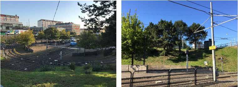 Träden kommer att ingå i den nya detaljplanen där möjlighet finns för stationen att kraga ut över spårvagnshållplatsen, vilket innebär att några av träden eller samtliga träd kan behöva tas bort.