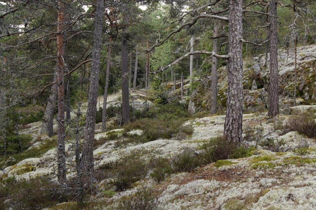 Syftet med är att bevara och vårda den biologiska mångfalden och variationen av värdefulla naturmiljöer som finns i området, främst hällmarkstallskog och barrblandskog.
