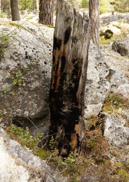 2.1.1.Skötselområde 1 Gammal talldominerad skog Areal: 23,4 hektar Naturtyp enligt Natura 2000: Taiga, naturtypskod 9010 23,4 hektar Målnaturtyp: Taiga, naturtypskod 9010 23,4 hektar Beskrivning