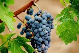 Vinerna från Chateau Musar är starkt inspirerade av vin från Bordeaux.