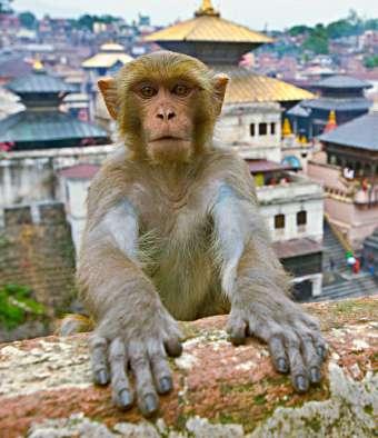 Dag 12: Bhaktapur - Bodnath - Patan För de som önskar ges det tillfälle att göra en bergsflygning över Himalaya (betalas på plats).