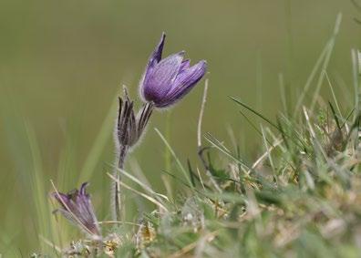 Plan för odlingslandskapets biologiska