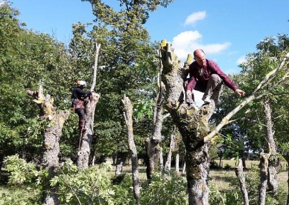 6 Kunskap om skötselmetoder och dess effekter Hamling. Foto: Fabian Mebus Maskinell slåtter.