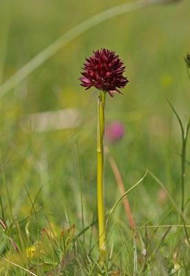 Brunkulla (Gymnadenia nigra) och fältpiplärka (Anthus campestris), två arter som omfattas av åtgärdsprogram för hotade arter.